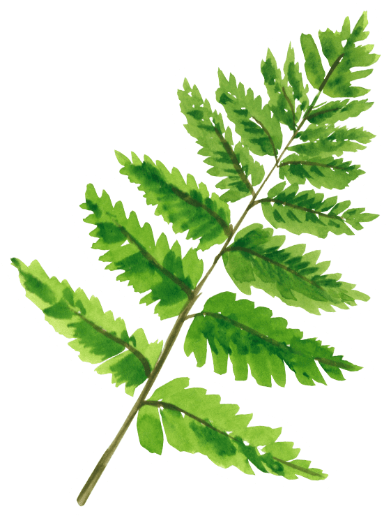 Watercolor Fern Leaf Sticker