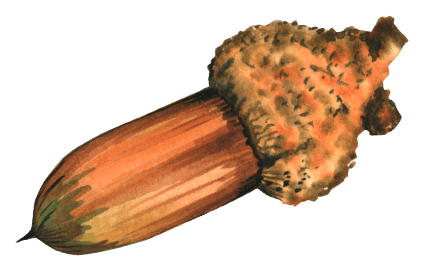 Watercolor Acorn Sticker