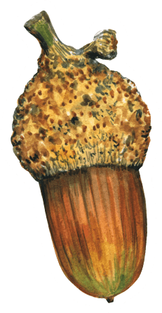 Watercolor Acorn Die-Cut Sticker