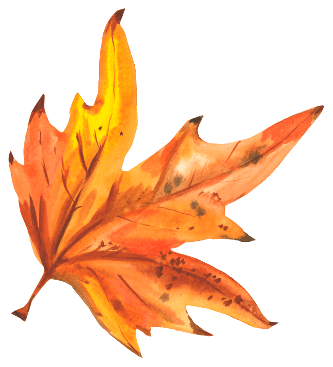 Watercolor Autumn Maple Leaf Sticker