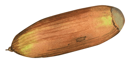 Watercolor Acorn Nut Sticker