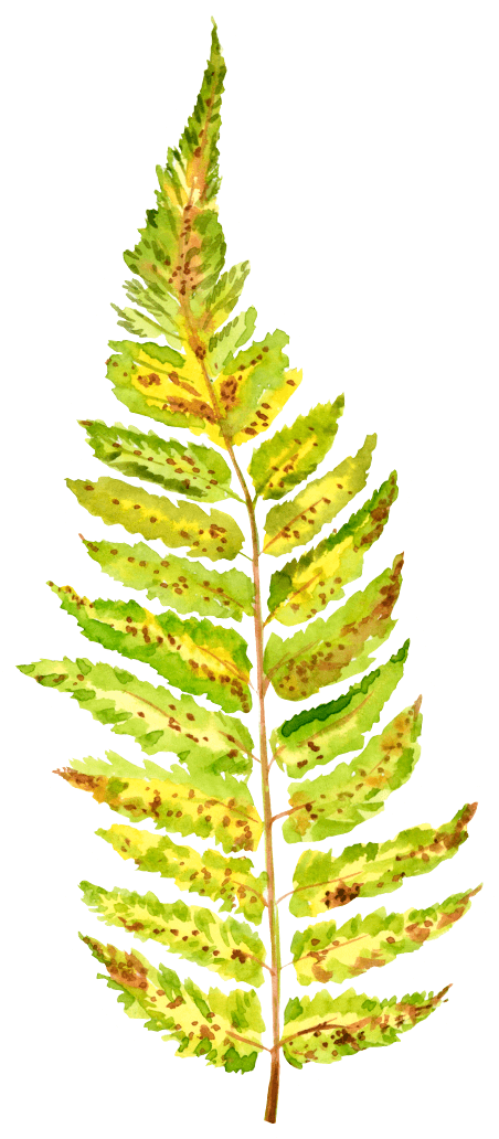Watercolor Autumn Fern Leaf Sticker