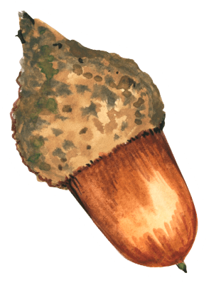 Speckled Cap Acorn Watercolor Sticker