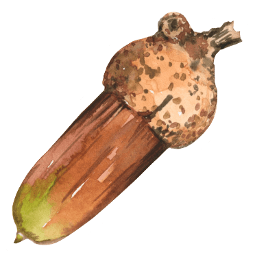 Diagonal Watercolor Acorn Sticker