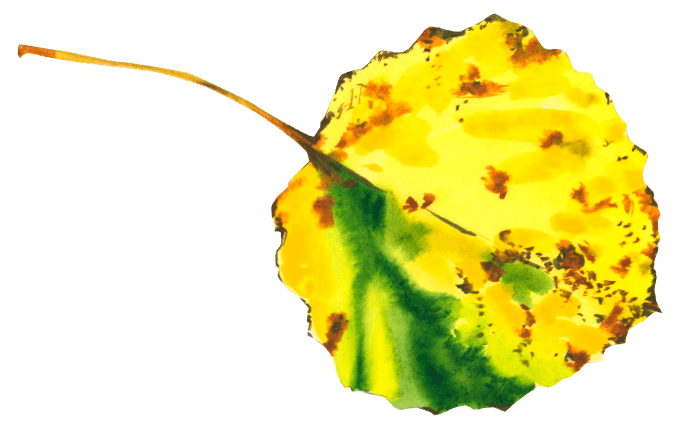 Golden Aspen Leaf Watercolor Sticker