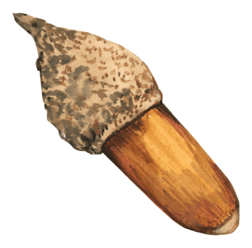 Watercolor Acorn Nut Die-Cut Sticker
